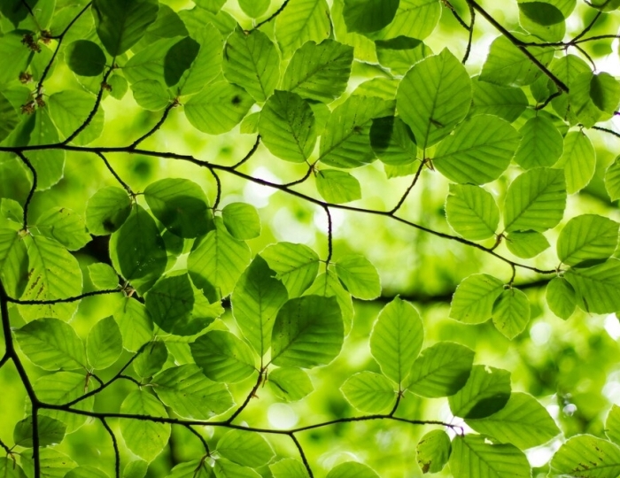 Легкое дыхание - Санаторий «Зеленый Гай» РЖД-Здоровье